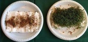 Wi-Fiルータのそばでは、植物が育たない