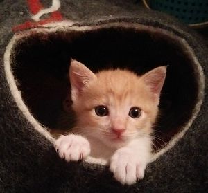 同じく二代目ミヌーシュ きなこです。
よろしくお願いします