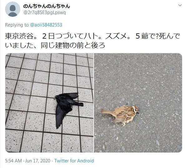 5Gで死んだ?鳩やスズメ 渋谷