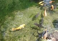ClearPond.jpg