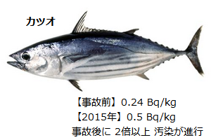 カツオ.png