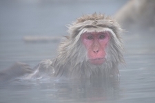 サル湯.jpg