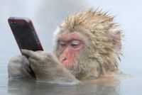 スマホ猿.jpg