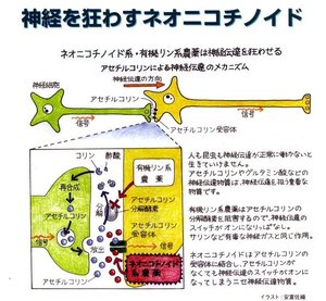 ネオニコチノイドイメージ図.jpg