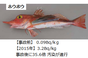 ホウボウ.png