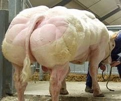 ホルモン牛 (2).jpg