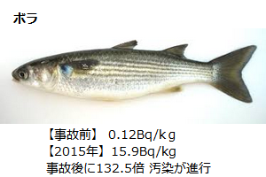 ボラ.png