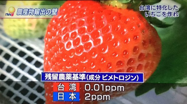 日本の苺.jpg
