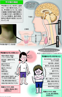 甲状腺ホルモン.png