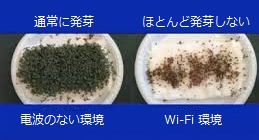 Wi-Fiルータのそばでは発芽できない