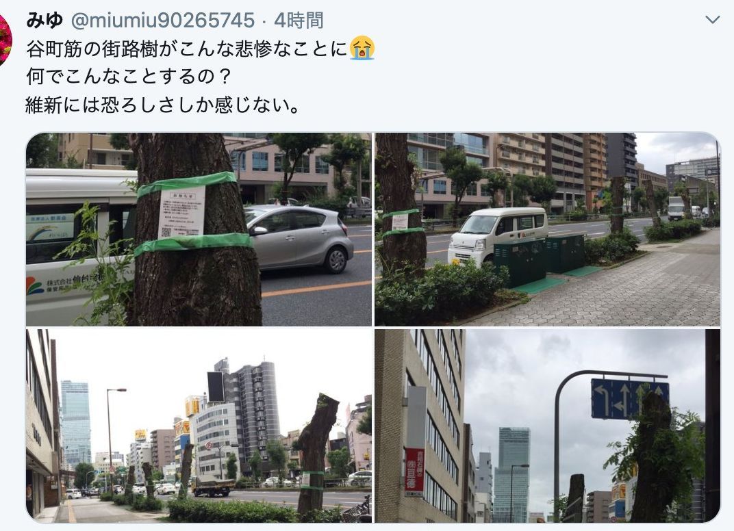 大阪 街路樹伐採