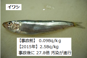 鰯.png