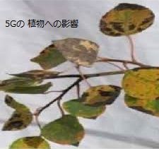 5G plant.jpg