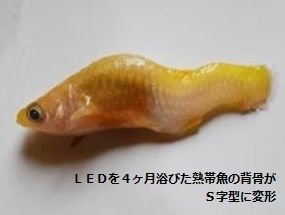 LEDを4ヶ月浴びた熱帯魚の背骨がS字型に変形