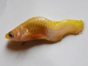 LEDを4ヶ月浴びた熱帯魚の背骨がS字型に変形