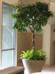 Menlo_tree.jpg