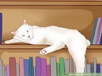 aid98255-728px-Bond-With-Your-Cat-Step-3-Version-2.jpg