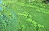 alga.jpg