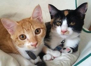 愛猫・愛犬に、ペット用テスラペンダント