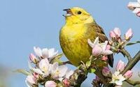bird1.jpg