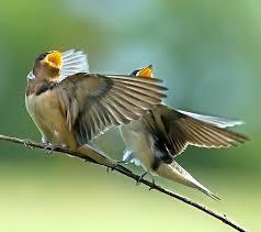 birds.jpg