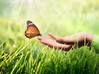 butterfly-172501724.jpg