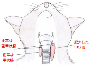 catThyroid_300x223.png