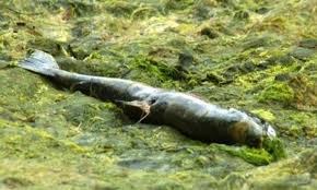化学物質投与で死んだサーモン