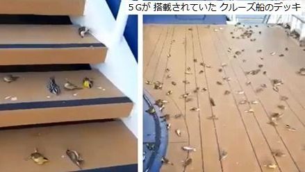 鳥の死体だらけの5Gクルーズ船デッキ