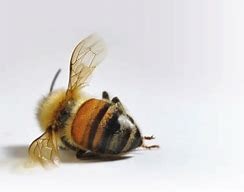 died bee.jpg