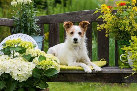dog flowers.jpg