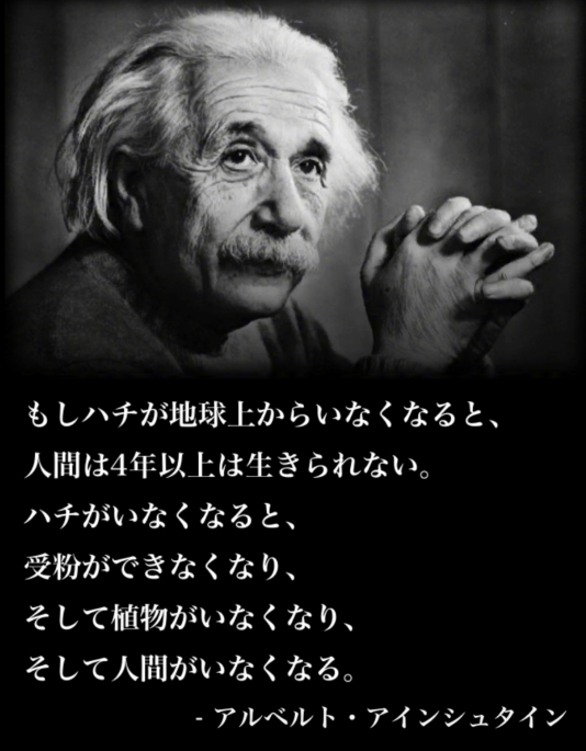 einstein4bee.jpg