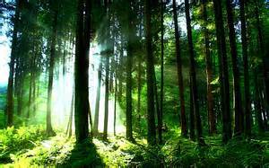 forest.jpg