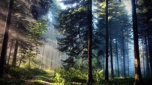 forest1.jpg