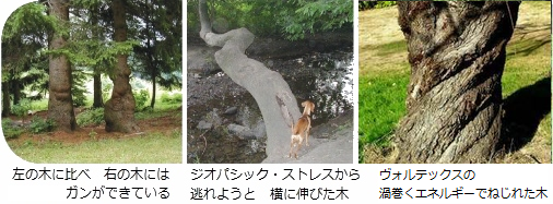 ジオパシックストレスによって不健康になった木