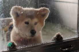 殺処分を待つ犬