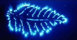 kirlian leaf.jpg