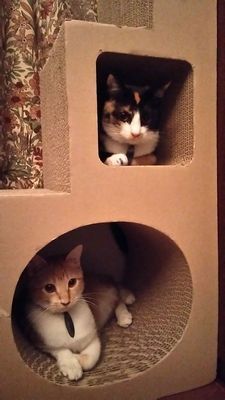 二代目ミヌーシュ ココア&きなこ