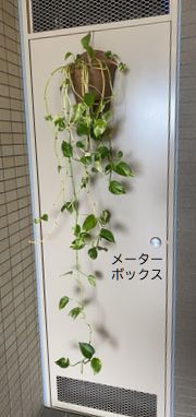 メーターボックスに植物