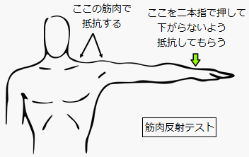 muscle-test2.gif