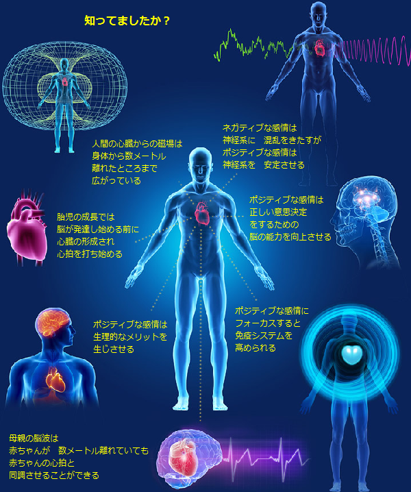 心臓が、感情に応じて変化する、電磁界を発する。人間の心臓が、人体から数フィートまで離れて測定することができる磁場を持っている。ポジティブな感情は、生理的メリットを作る。ポジティブな感情は、免疫システムを高める。ネガティブな感情は神経系を混乱させポジティブな感情は安定させる。心臓が短期と長期記憶の両方のニューロンのシステムを持ち、脳に信号が送られ、感情的な経験に影響を与える。胎児は、脳が発達する前に心臓が形成され心拍し始める。心臓が、その逆よりも脳に多くの情報を送信している。