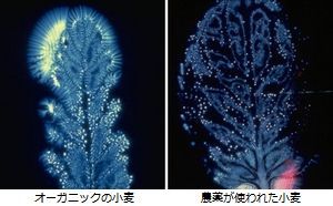o0500034312697280019.jpg