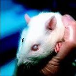 rat.jpg