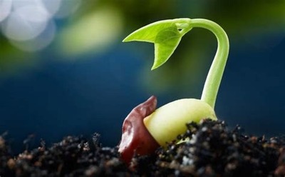seed.jpg