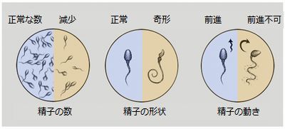 sperm-count-and-sperm-motility.jpg