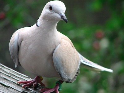 through-his-life-tesla-never-married-but-he-once-claimed-he-fell-in-love-with-a-pigeon.jpg