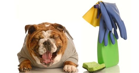 toxic dog.jpg