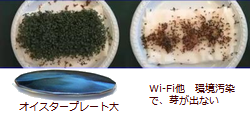テスラ オイスタープレート大で、WiFiなどの汚染環境をトリートし、植物も元気に発芽!